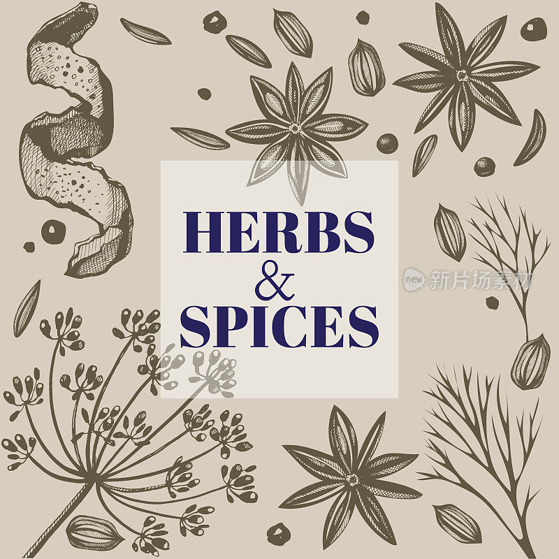 Vector background with hand drawn herbs and spices. Hand drawn ink illustration. Organic and fresh spices illustration